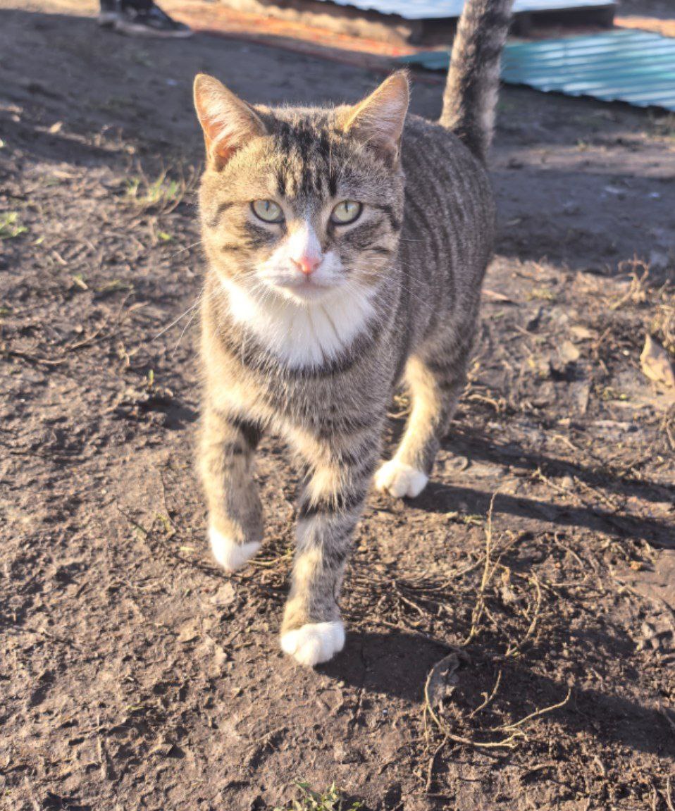 Поиск дома для кота Полосухина - частное объявление в Энгельс-Саратов