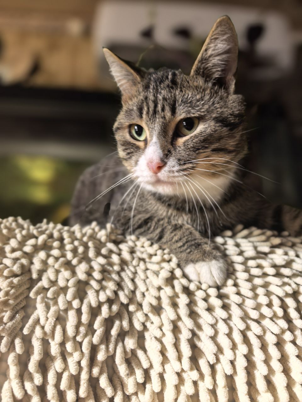 Поиск дома для кота Полосухина - Животные в Энгельс-Саратов - фото 3