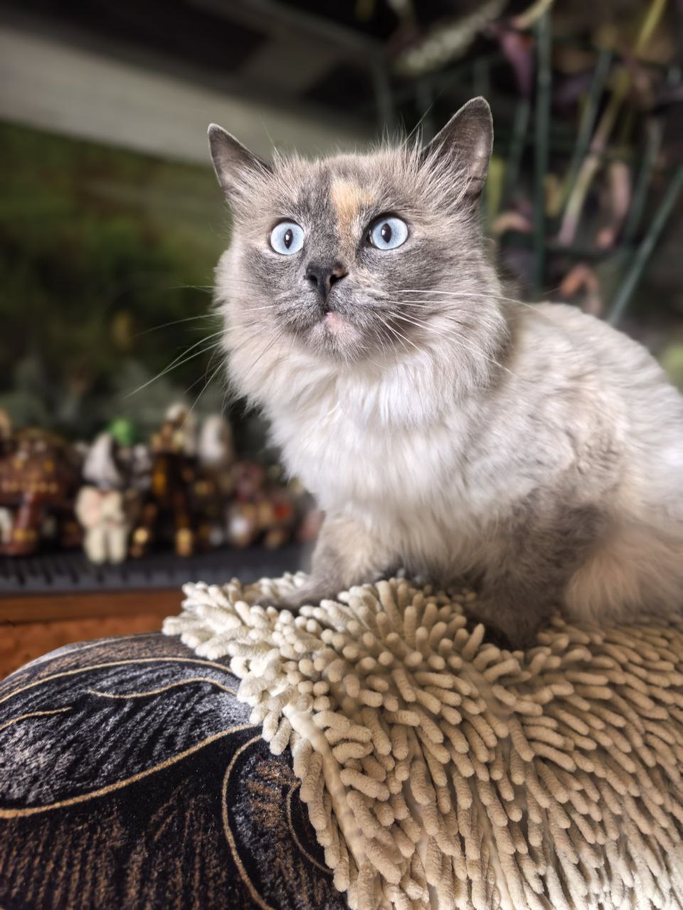 Вася-Васенька голубоглазая красавица - частное объявление в Энгельс-Саратов