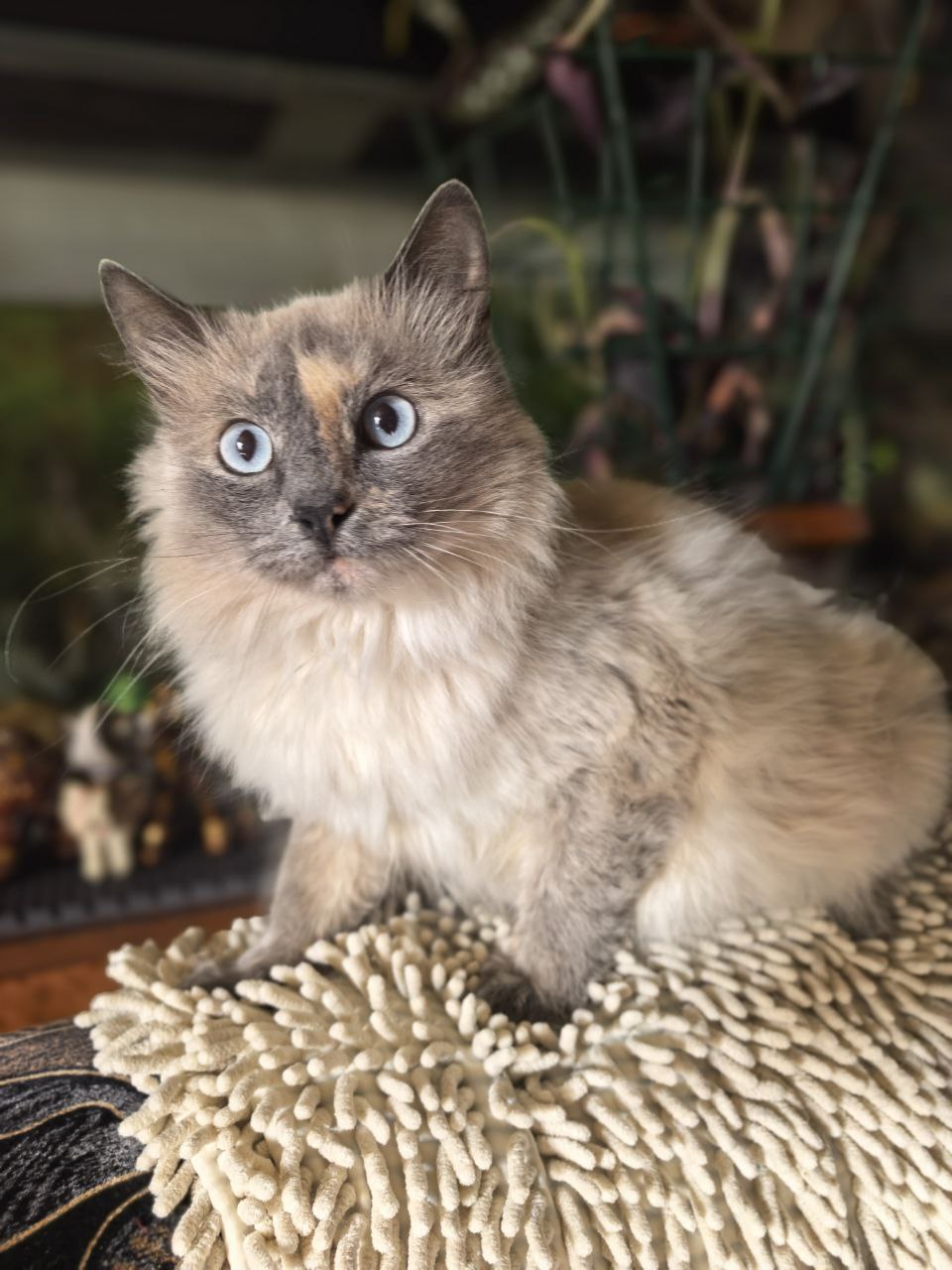 Вася-Васенька голубоглазая красавица - Животные в Энгельс-Саратов - фото 3