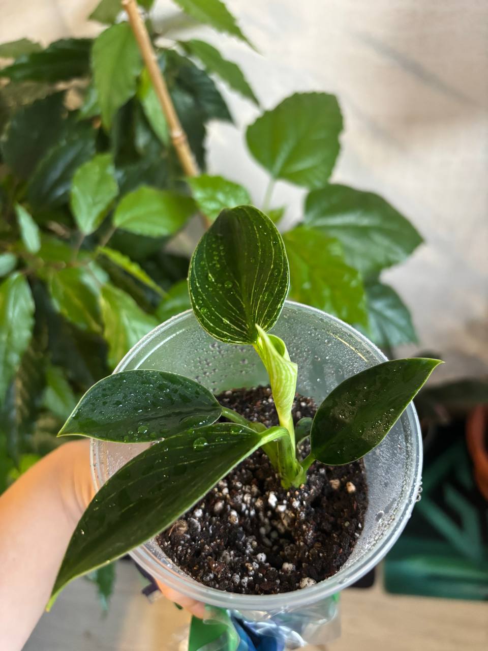 Продам комнатные растения - Хобби и отдых в Саратов