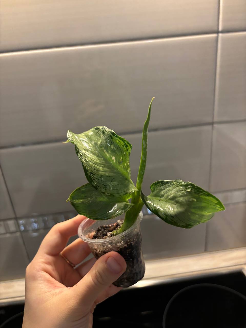 Продам комнатные растения - Хобби и отдых в Саратов - фото 2