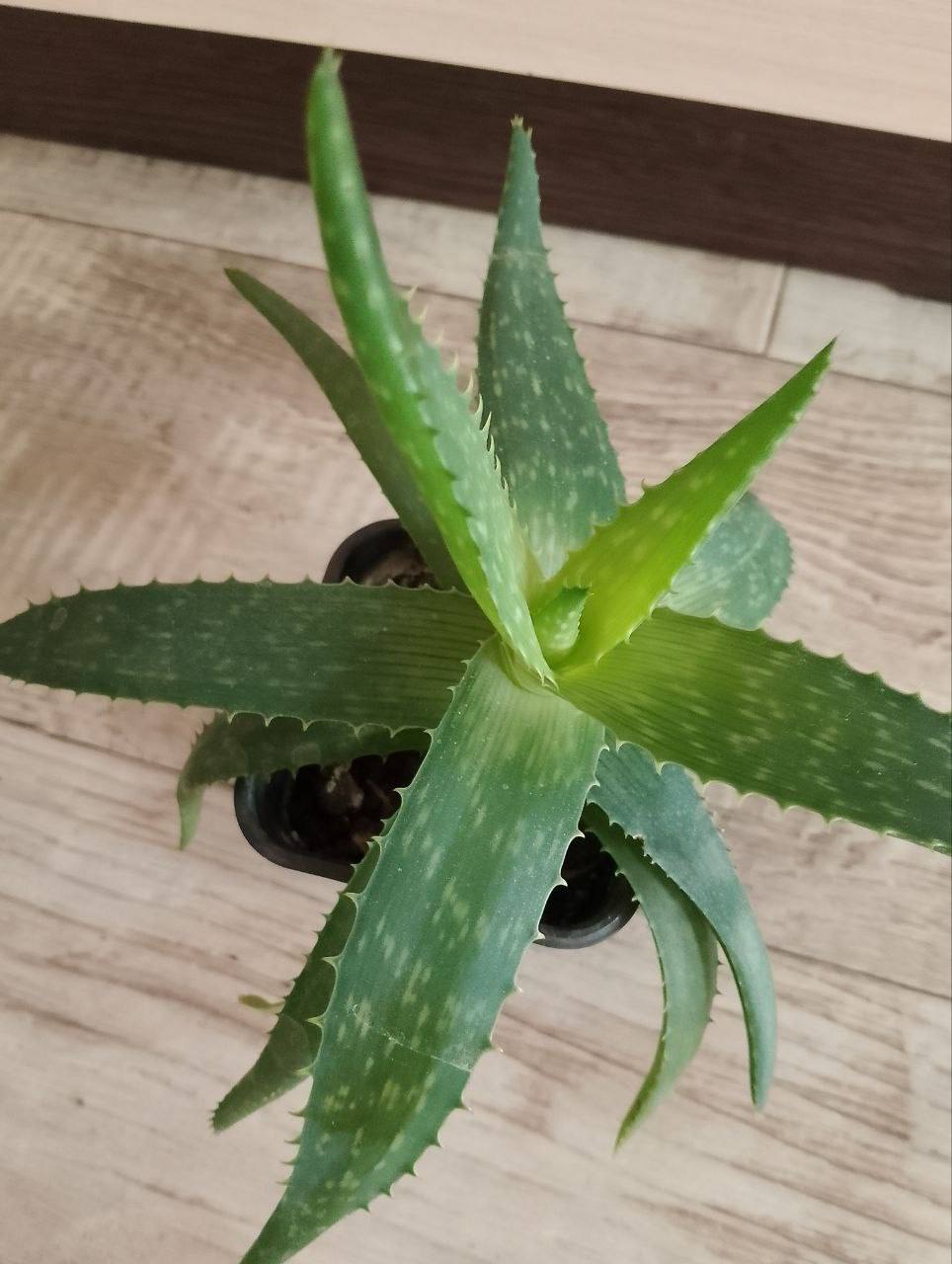 Продам комнатные растения - Хобби и отдых в Саратов - фото 3