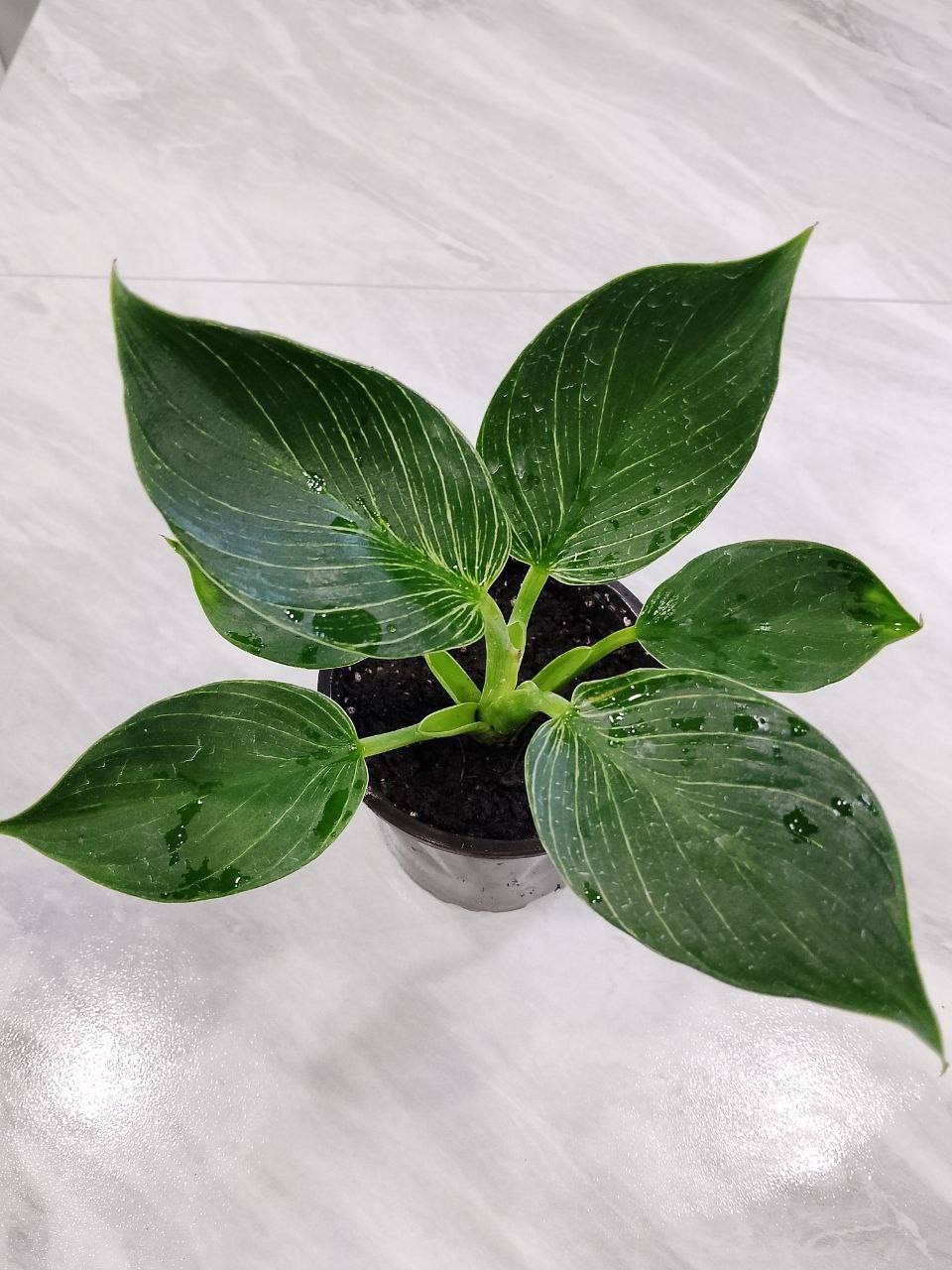 Продам комнатные растения - Хобби и отдых в Саратов - фото 4