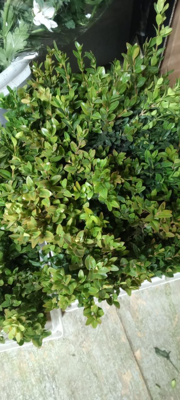 Цветы оптом в Саратове - частное объявление в Саратов