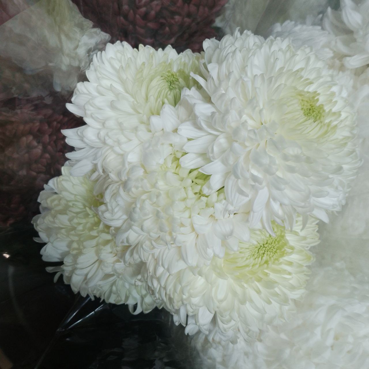 Цветы оптом в Саратове - Хобби и отдых в Саратов - фото 2