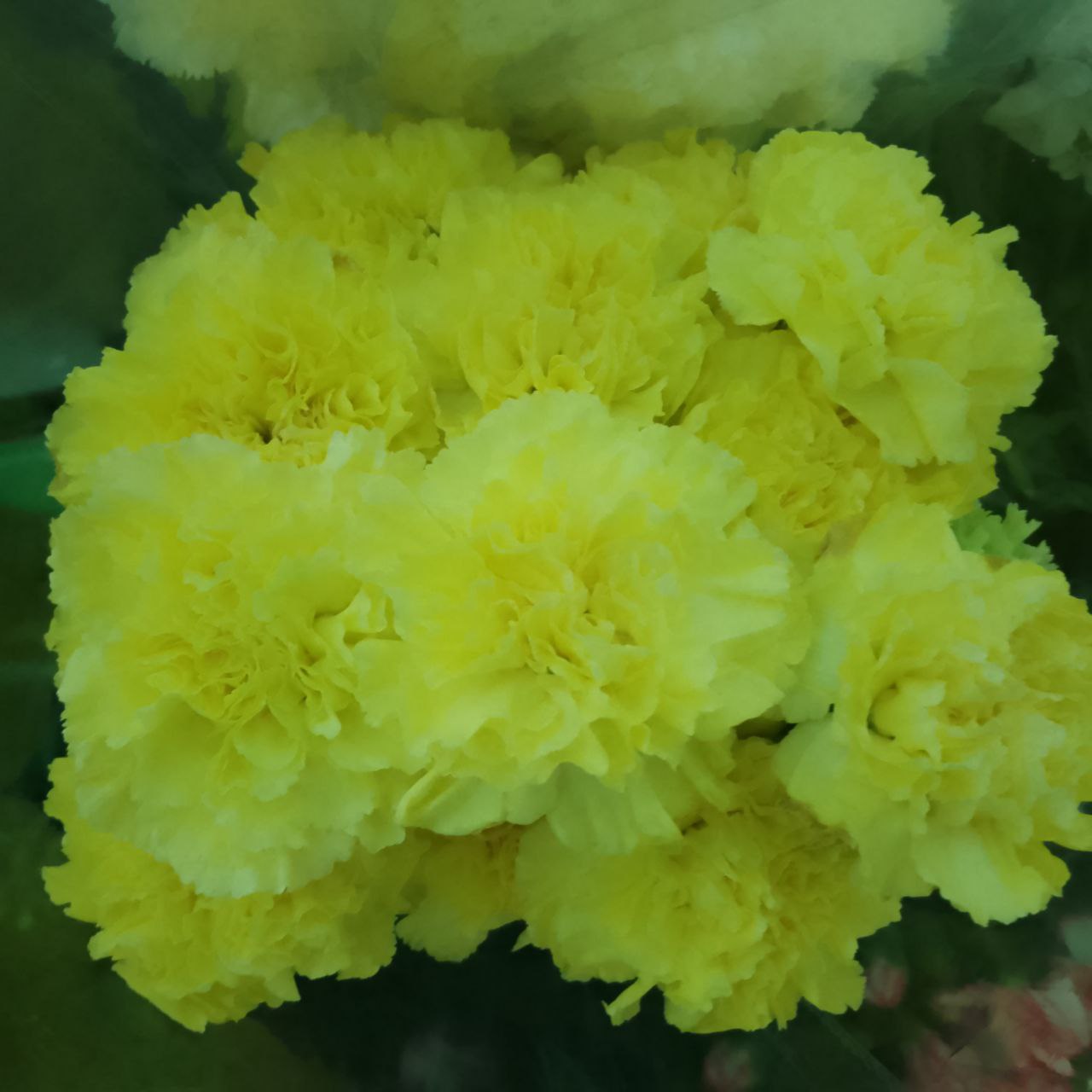 Цветы оптом в Саратове - Хобби и отдых в Саратов - фото 3