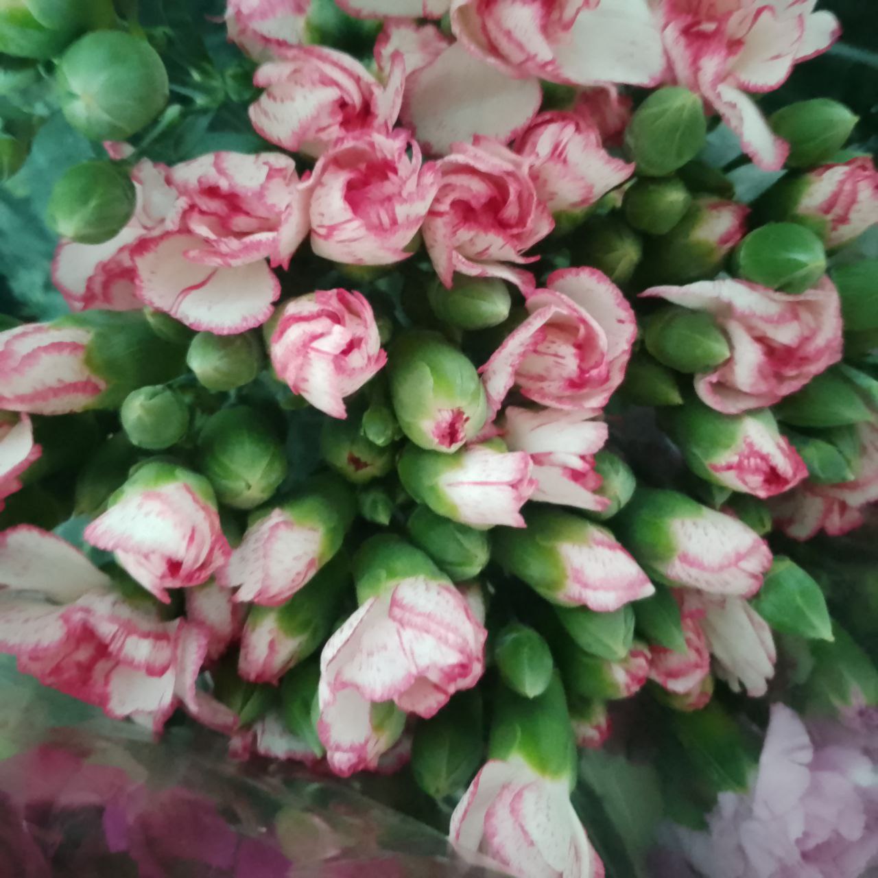 Цветы оптом в Саратове - Хобби и отдых в Саратов - фото 4