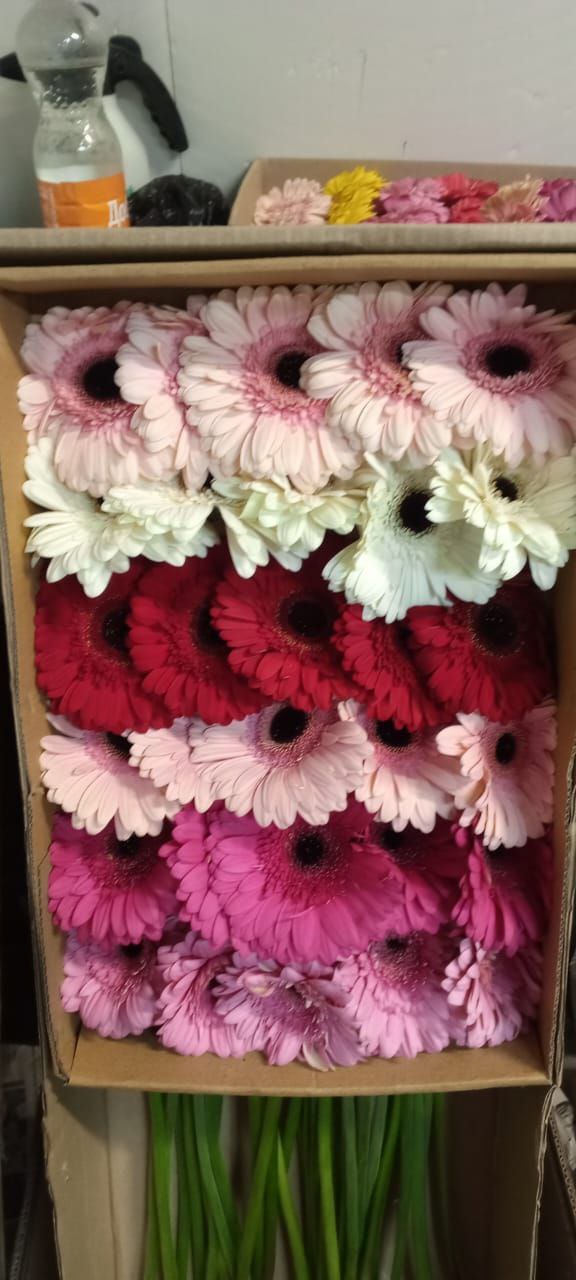 Цветы оптом в Саратове - Хобби и отдых в Саратов - фото 6