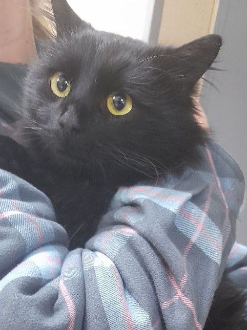 Поиск дома для кота Локи - Животные в Саратов