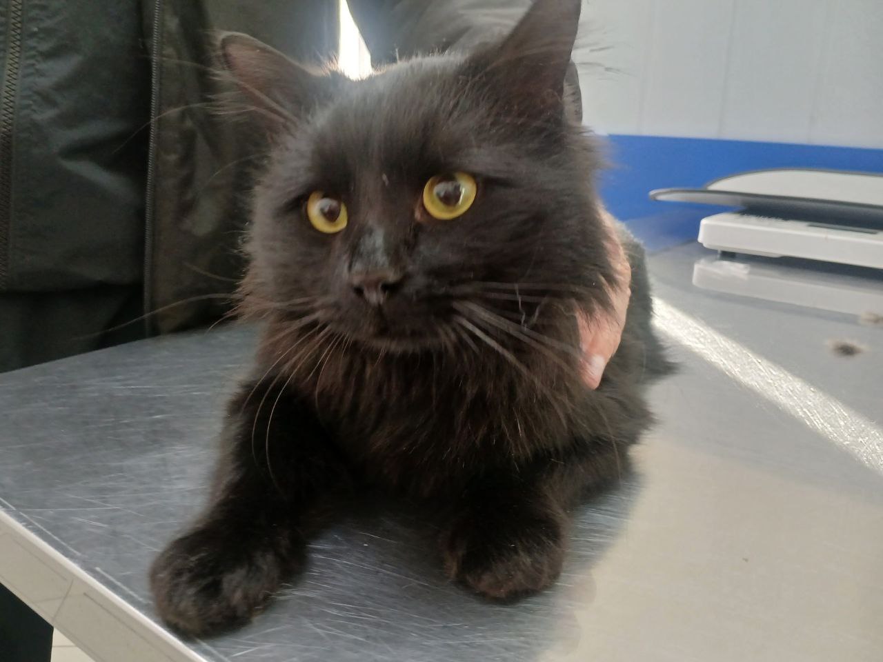 Поиск дома для кота Локи - Животные в Саратов - фото 2