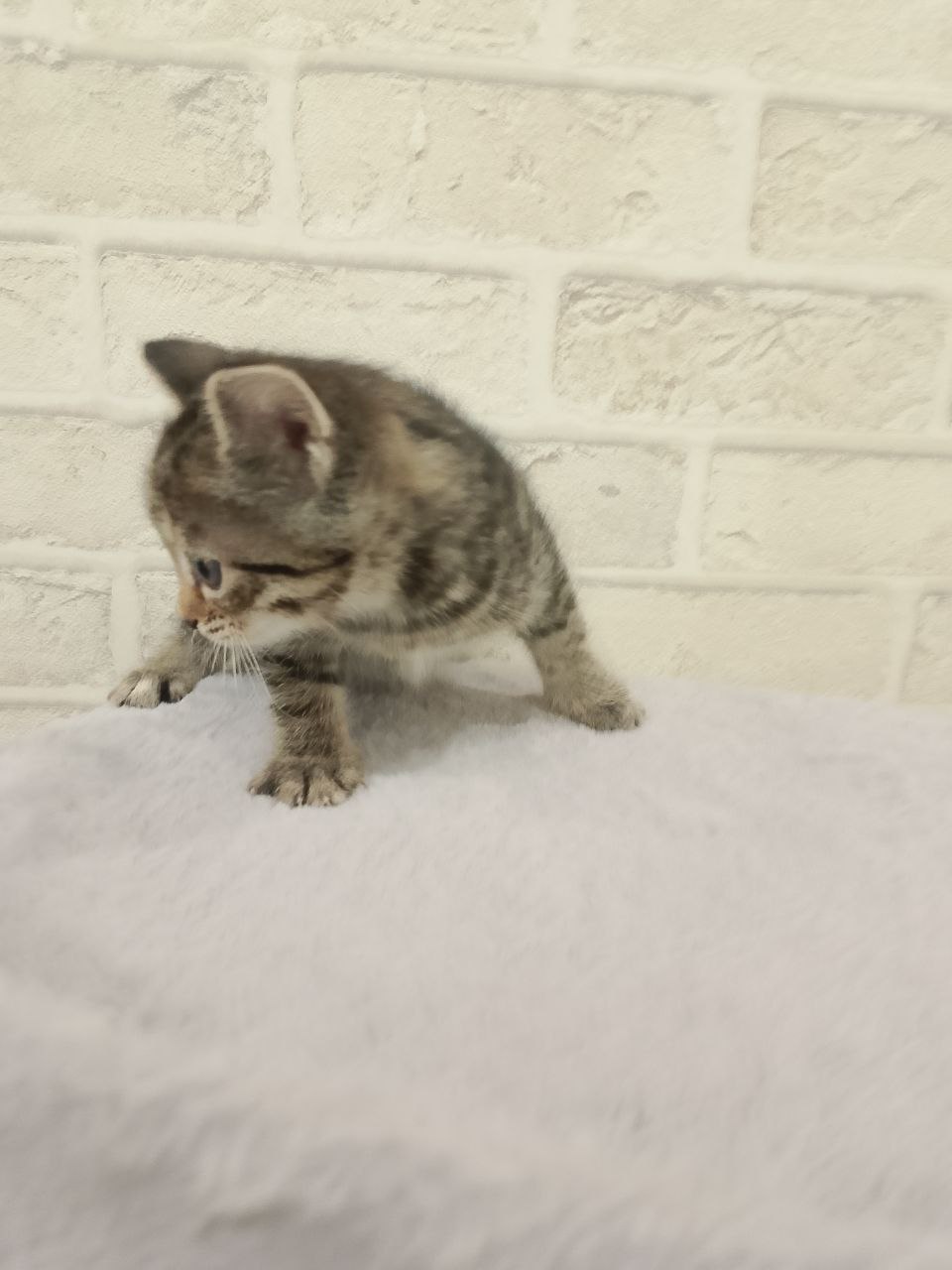 Барахолка Юбилейного - Саратова - Хобби и отдых в Саратов