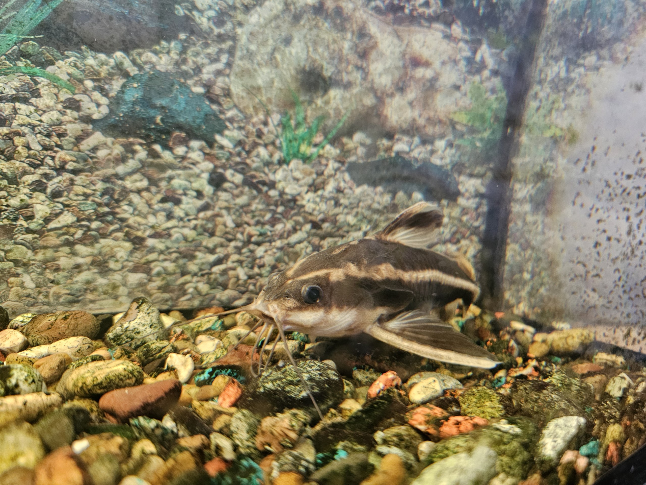 Аквариумная акула и сом с домиком - Животные в Саратов