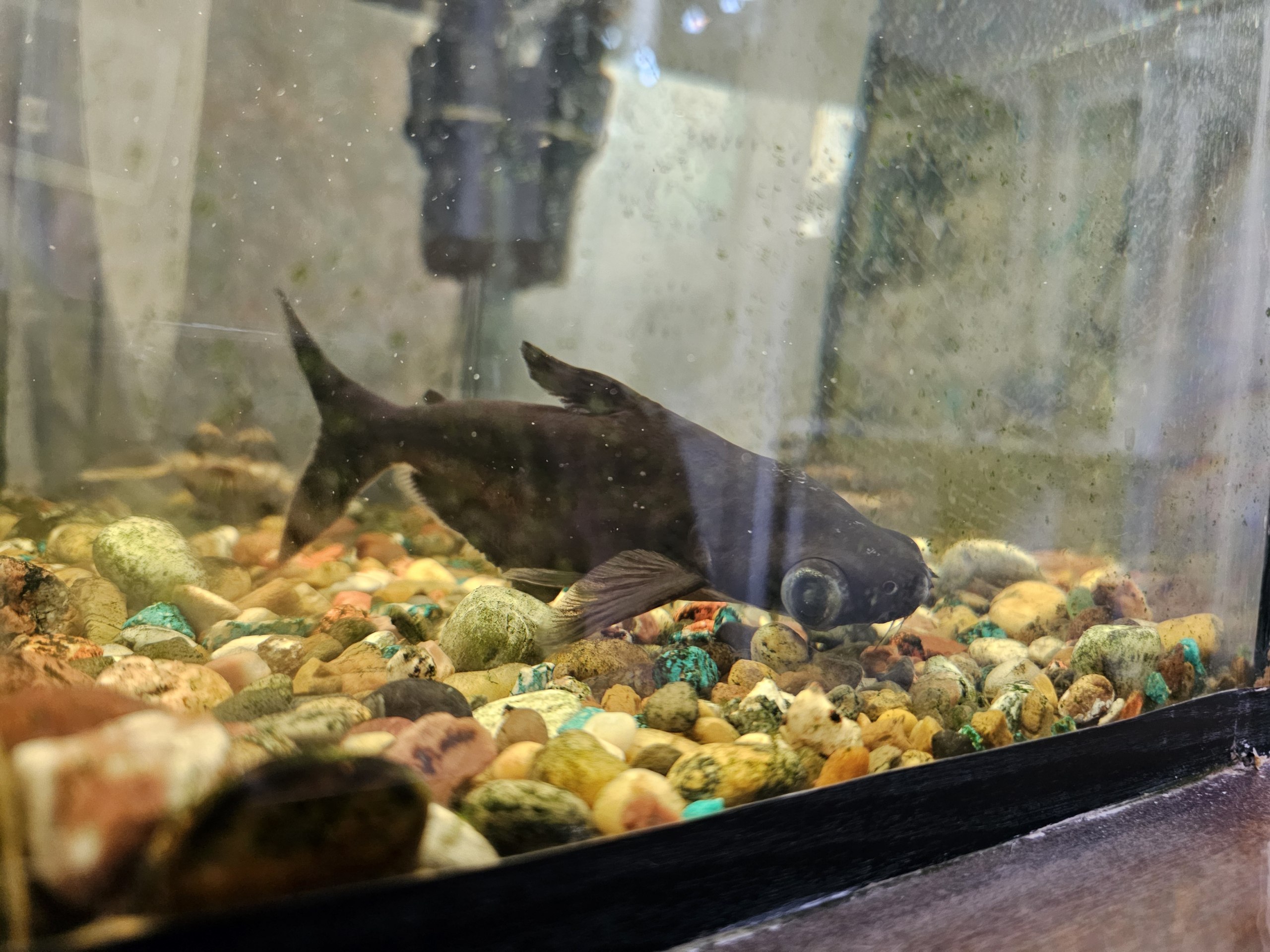 Аквариумная акула и сом с домиком - Животные в Саратов - фото 4