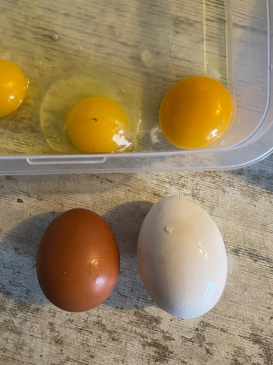 Продажа домашних яиц - Животные в Саратов