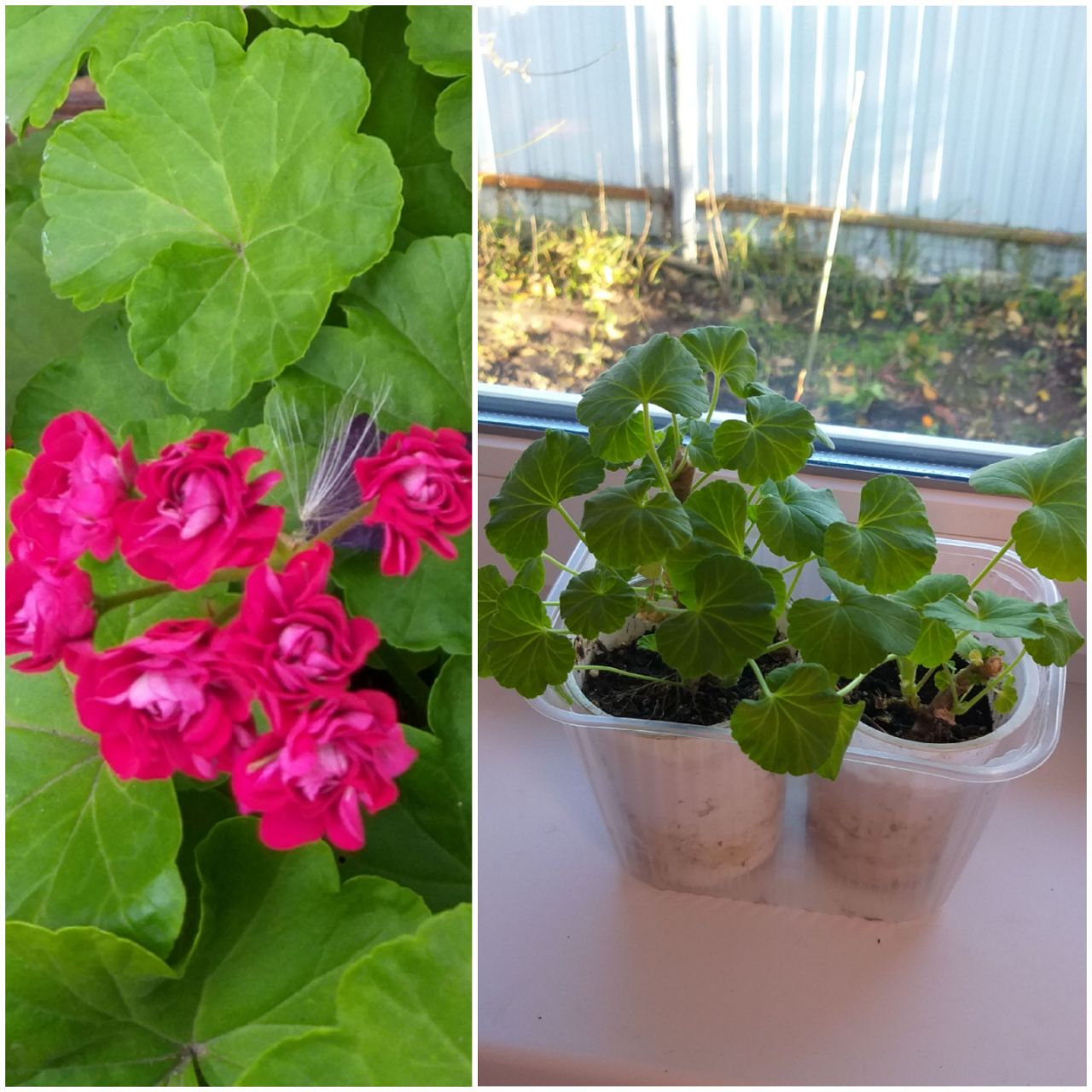 Пеларгония розебудная саженцы - частное объявление в Саратов