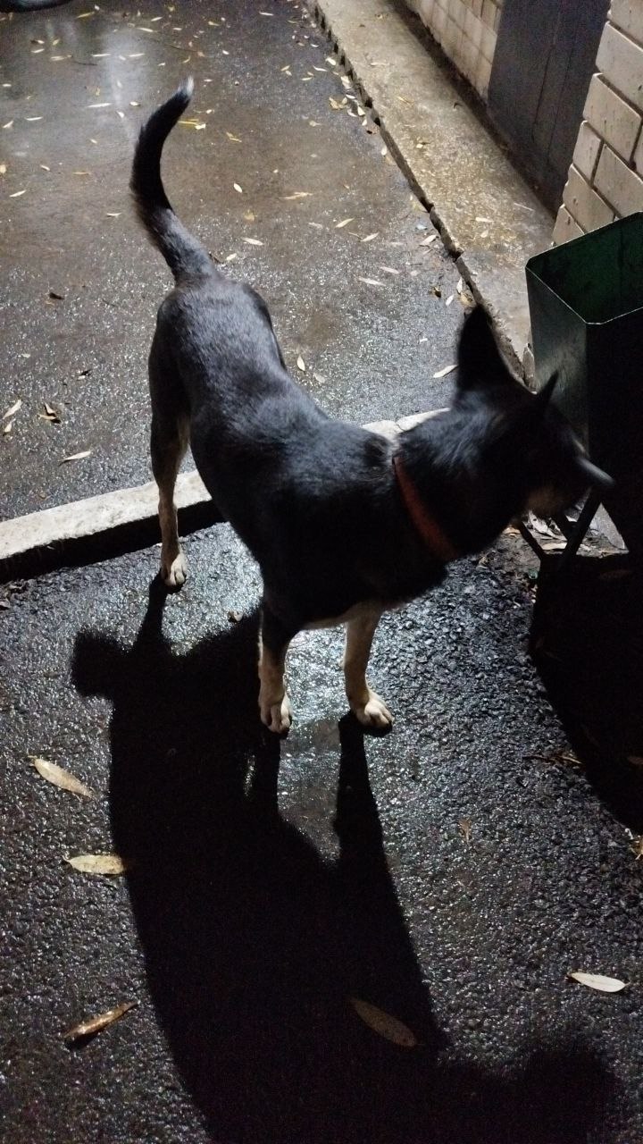 Потерянная собака - Животные в Саратов