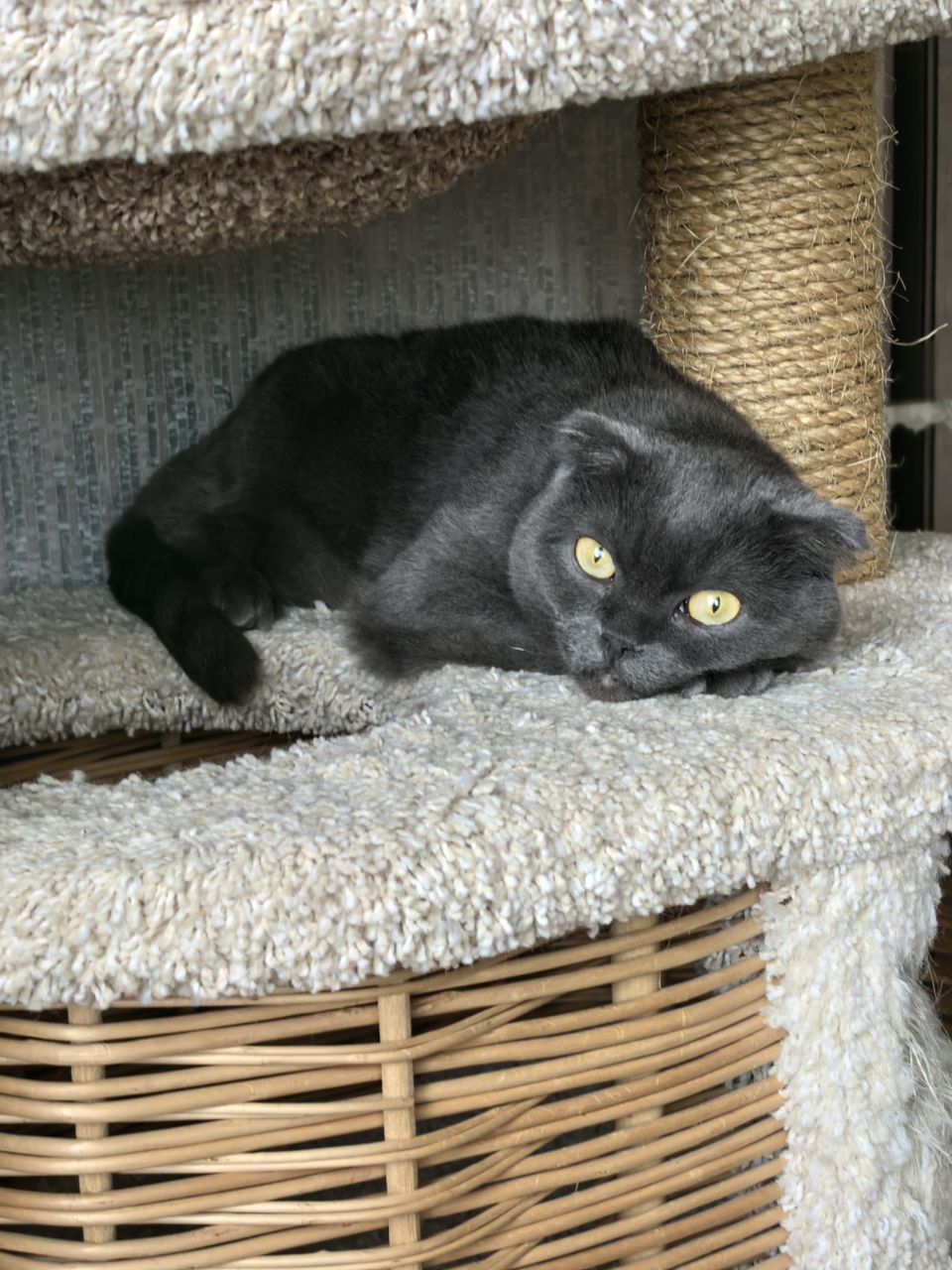 Мышка в поисках хозяина - частное объявление в Нижневартовск