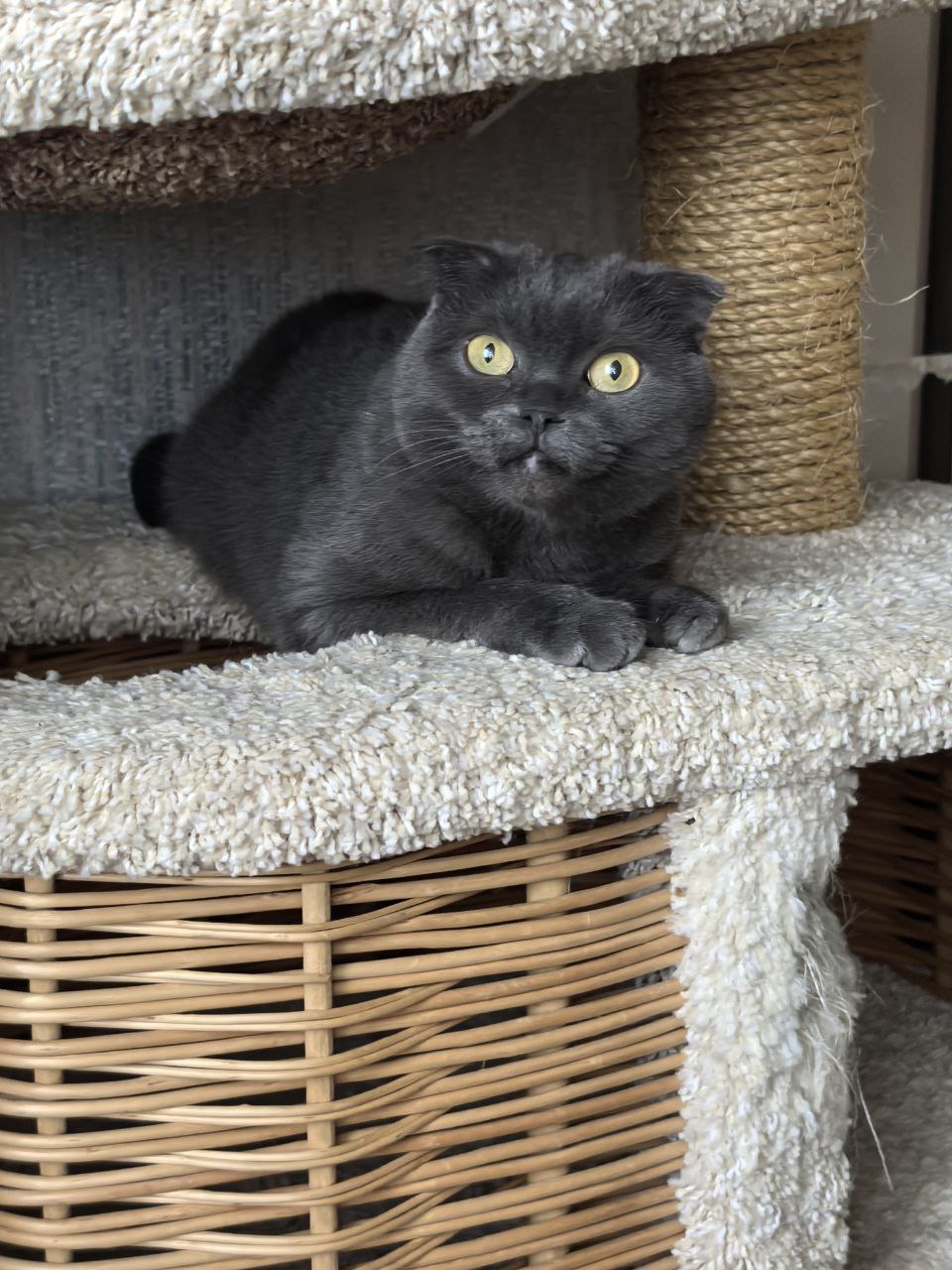 Мышка в поисках хозяина - Животные в Нижневартовск - фото 3