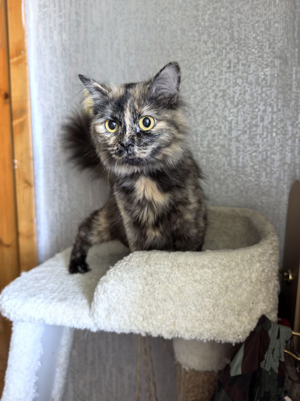 Ласка красотка в активном поиске дома - частное объявление в Нижневартовск