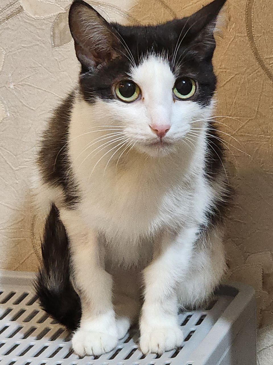 Сонечка - трехцветная кошка ищет дом - Животные в Братск