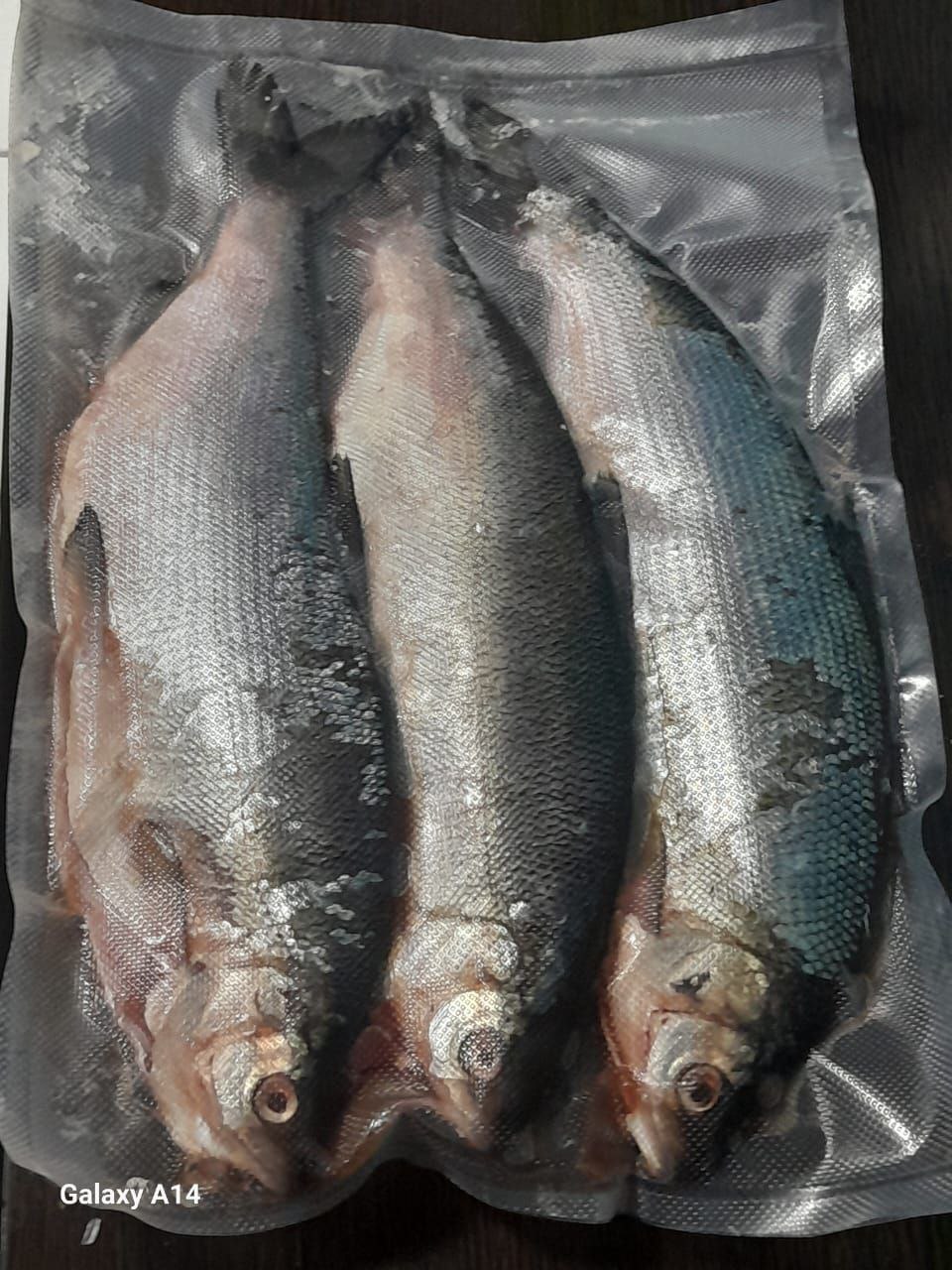Продам малосаленую пелядь - частное объявление в Братск