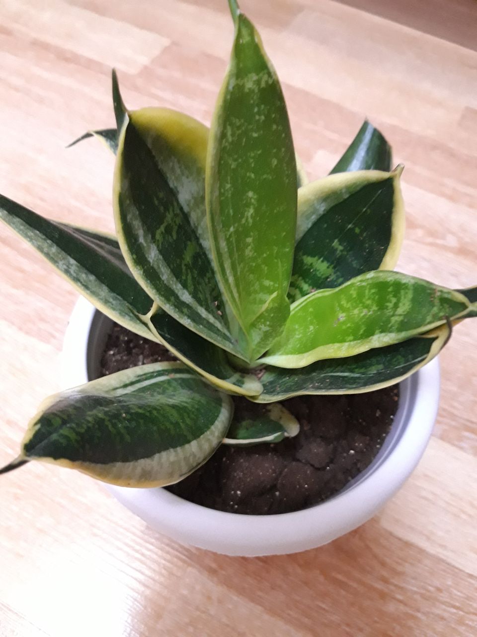 Продам щучий хвост - Животные в Братск