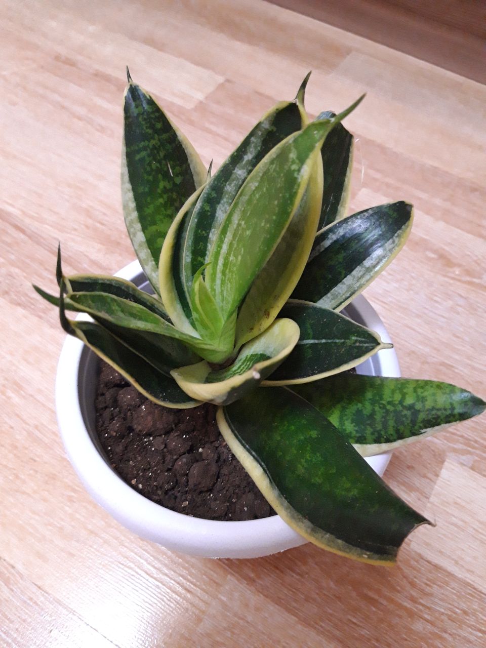 Продам щучий хвост - Животные в Братск - фото 3