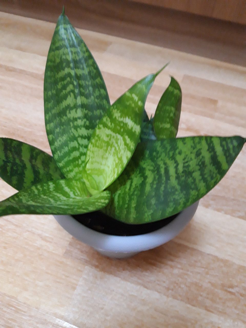 Продам щучий хвост - Животные в Братск