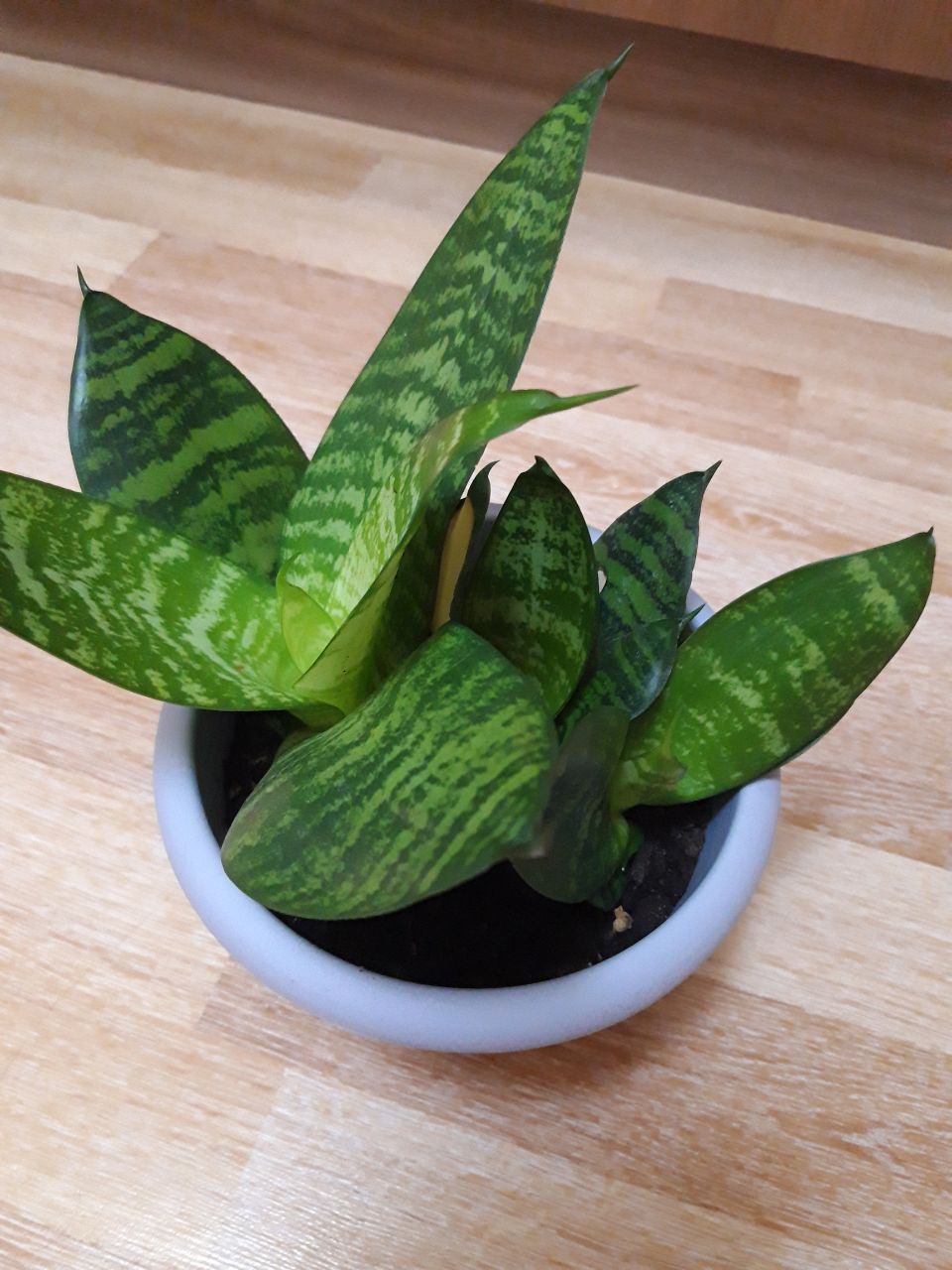 Продам щучий хвост - Животные в Братск - фото 3