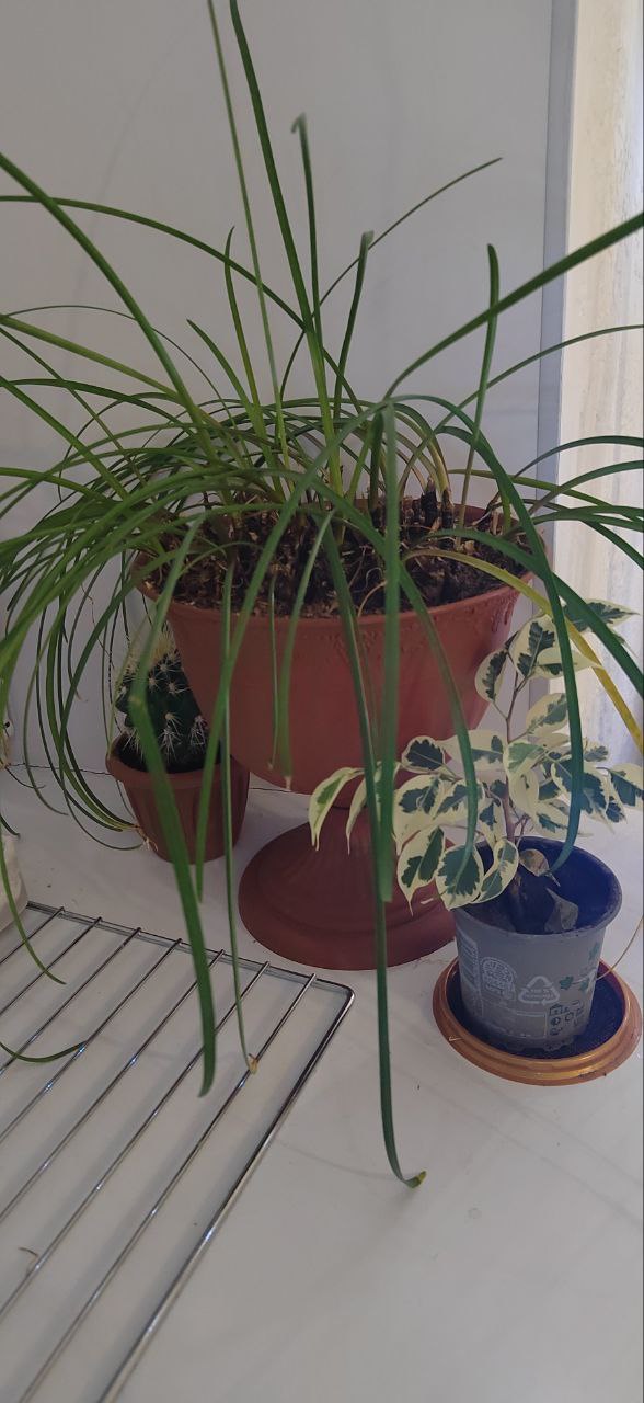 Продам выскочку розовую - Хобби и отдых в Братск