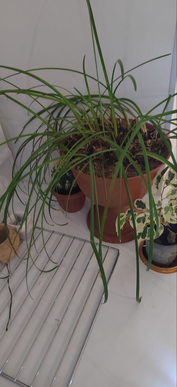 Продам выскочку розовую - Хобби и отдых в Братск - фото 2