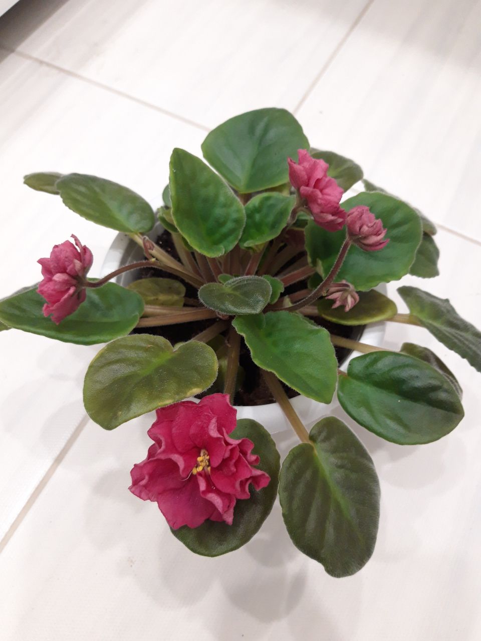 Продам фиалку - Хобби и отдых в Братск