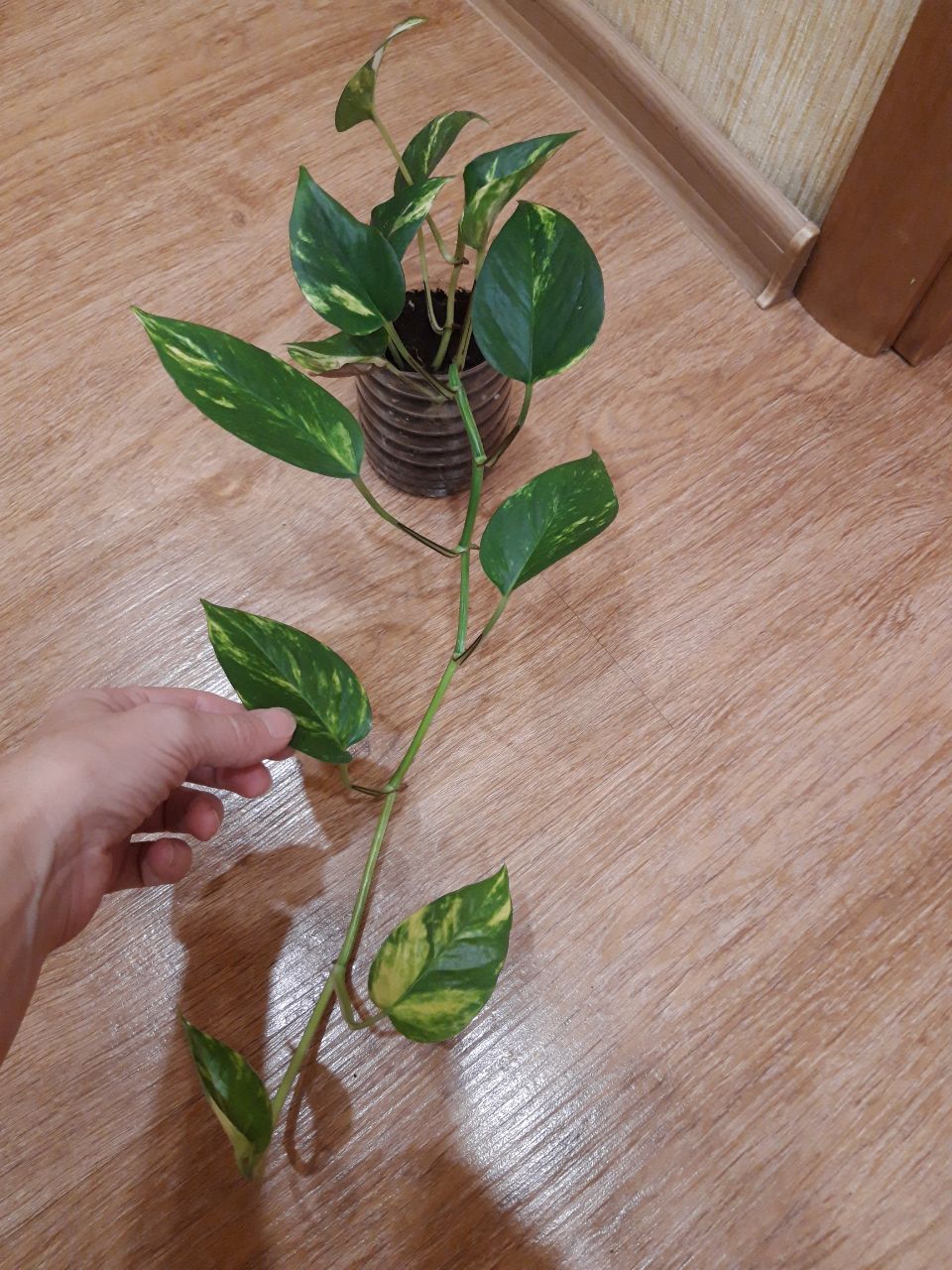 Продам сциндапсус - Для дома и дачи в Братск