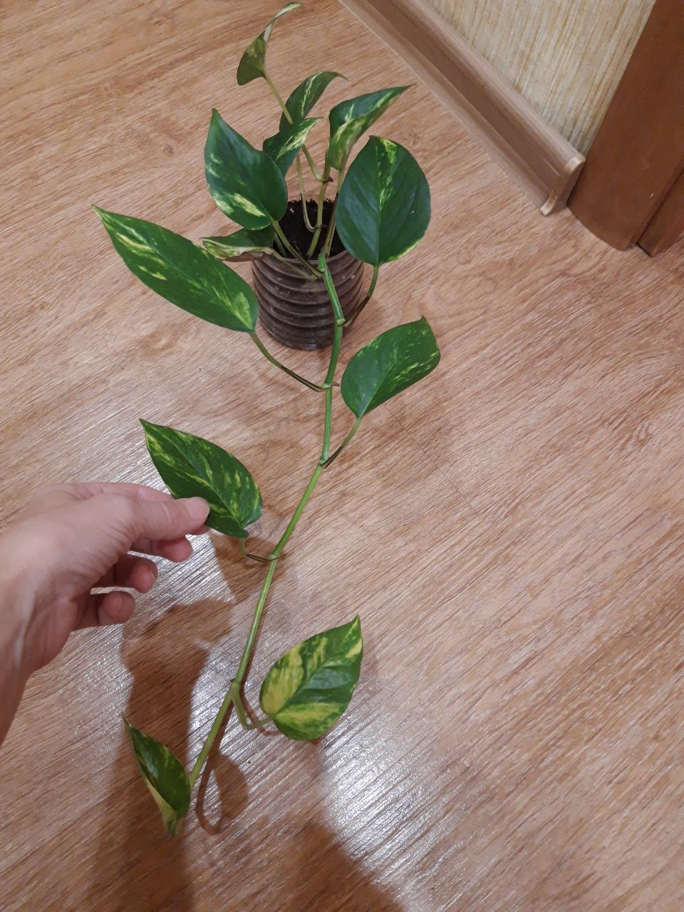 Продам сциндапсус - Для дома и дачи в Братск - фото 2