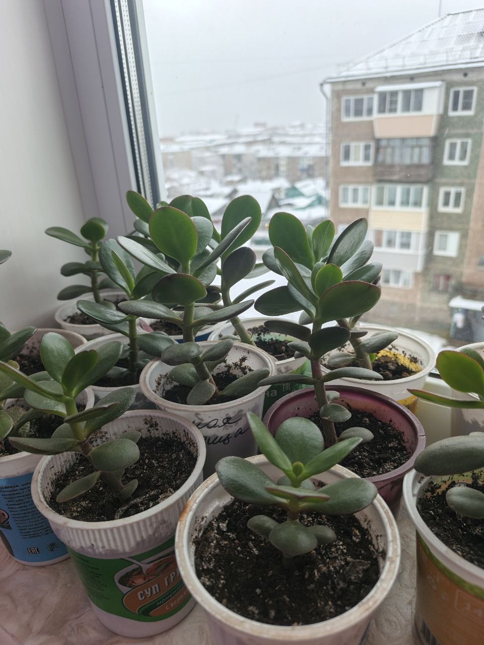 Продам укорененное денежное дерево - Хобби и отдых в Братск