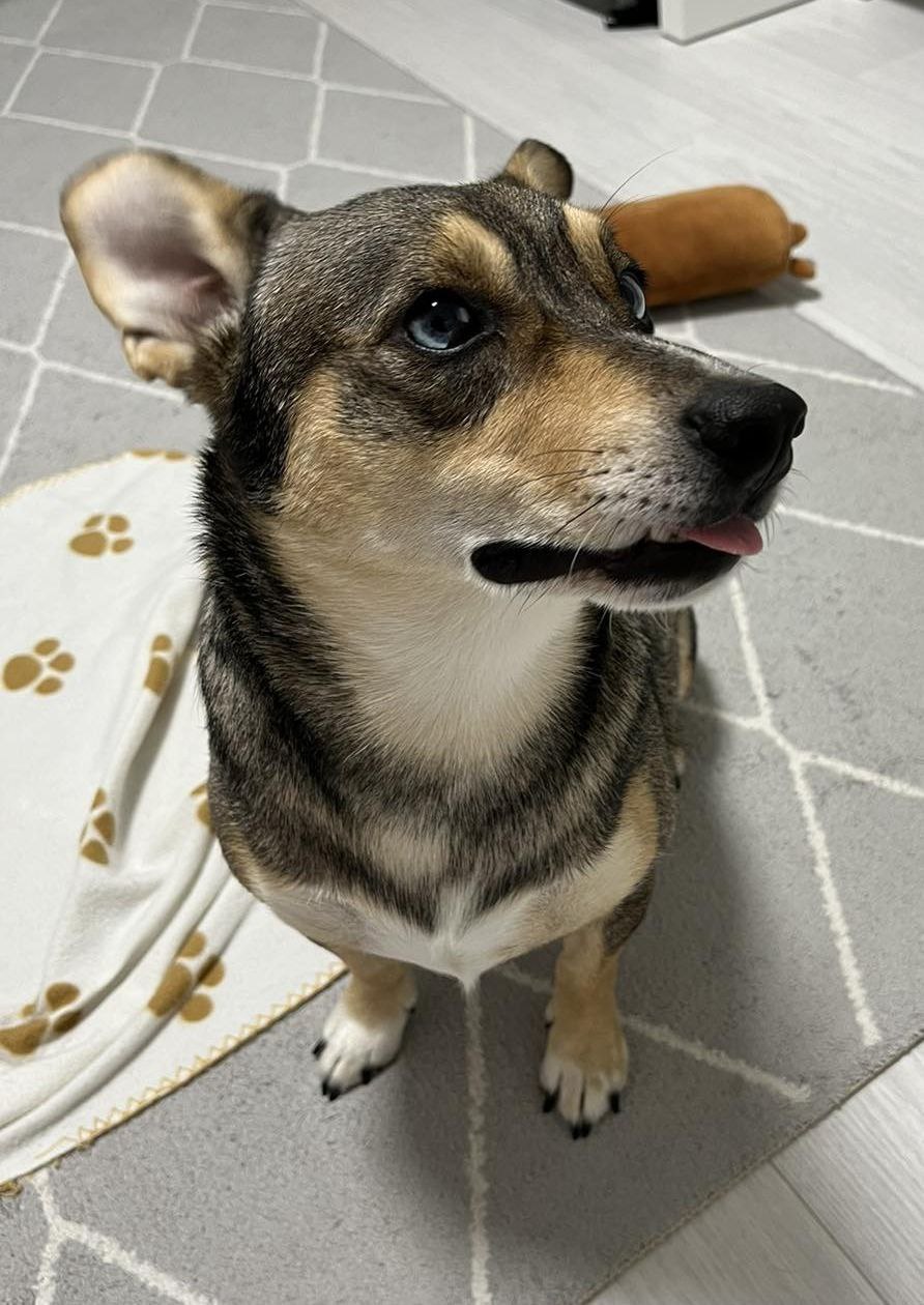 Ищем дом для собаки Джека - Животные в Тюмень