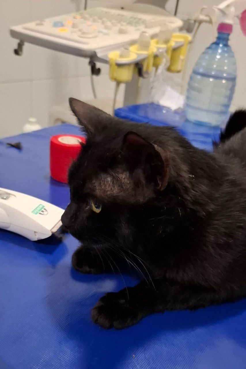 Операция для котика Жука - Животные в Нижний Новгород - фото 2