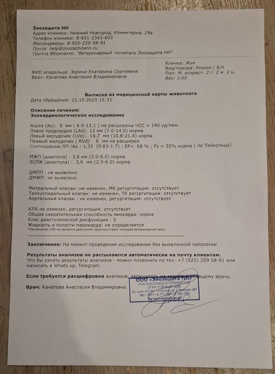 Операция для котика Жука - Животные в Нижний Новгород - фото 3