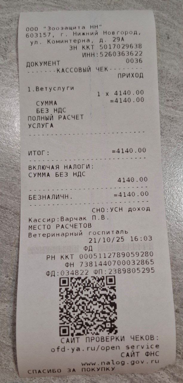 Операция для котика Жука - Животные в Нижний Новгород - фото 5