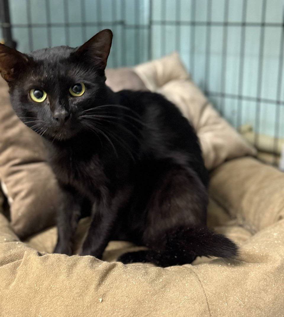 Операция для котика Жука - Животные в Нижний Новгород - фото 6