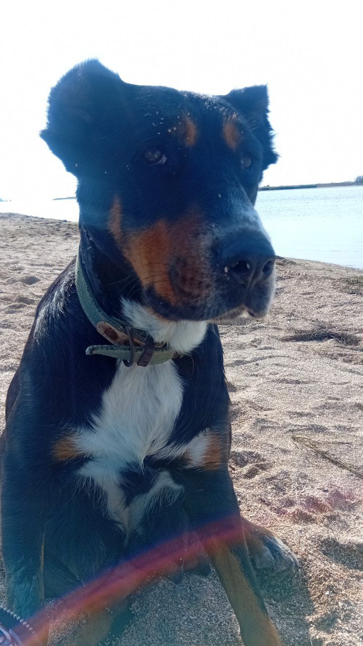 Щенки Швейцарского Зенненхунда - Животные в Тула - фото 5