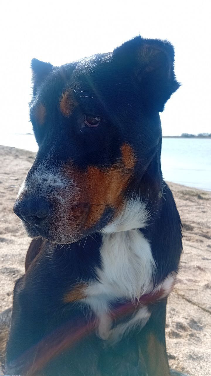 Щенки Швейцарского Зенненхунда - Животные в Тула - фото 6