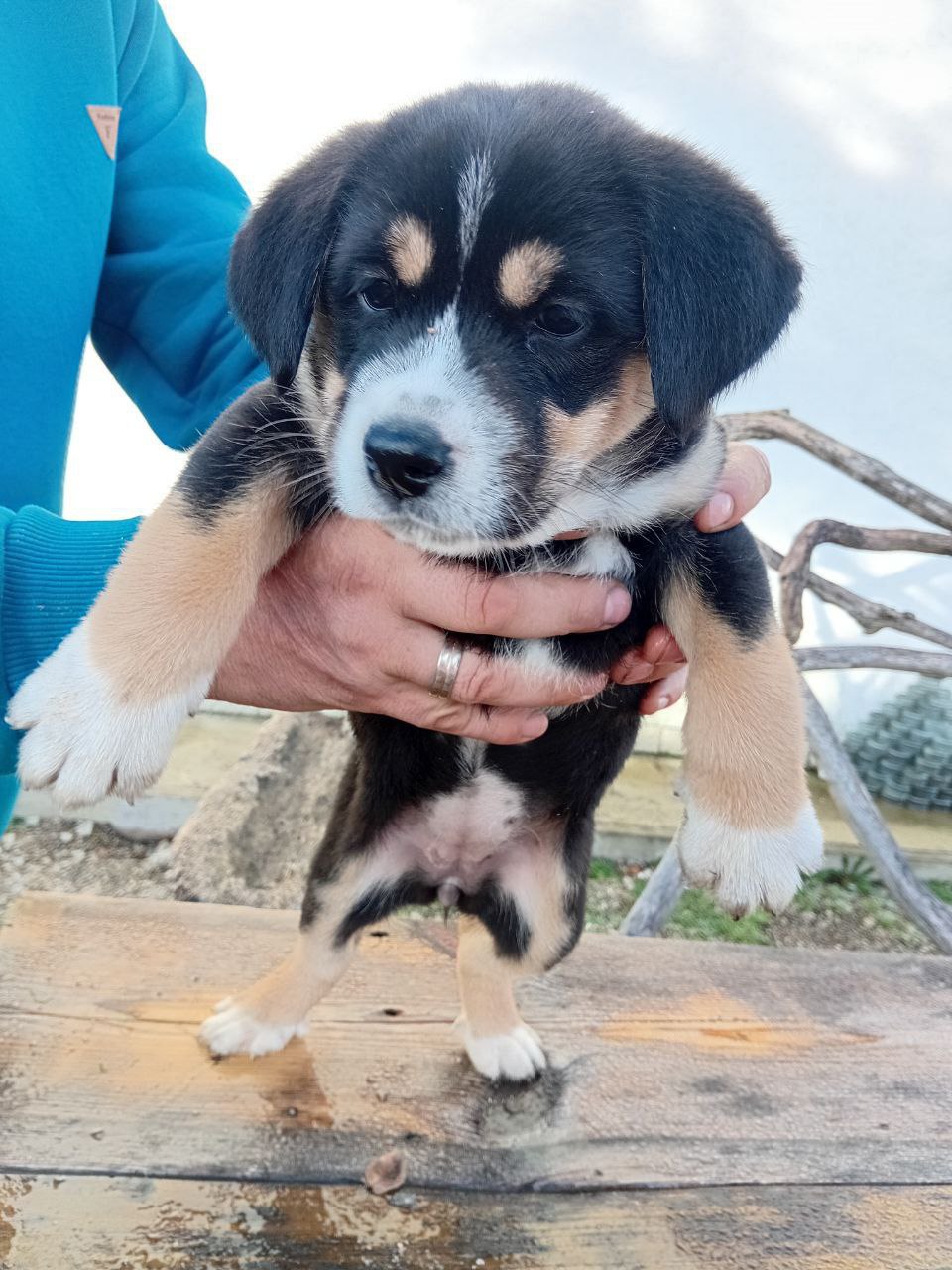 Щенки Швейцарского Зенненхунда - Животные в Тула - фото 7