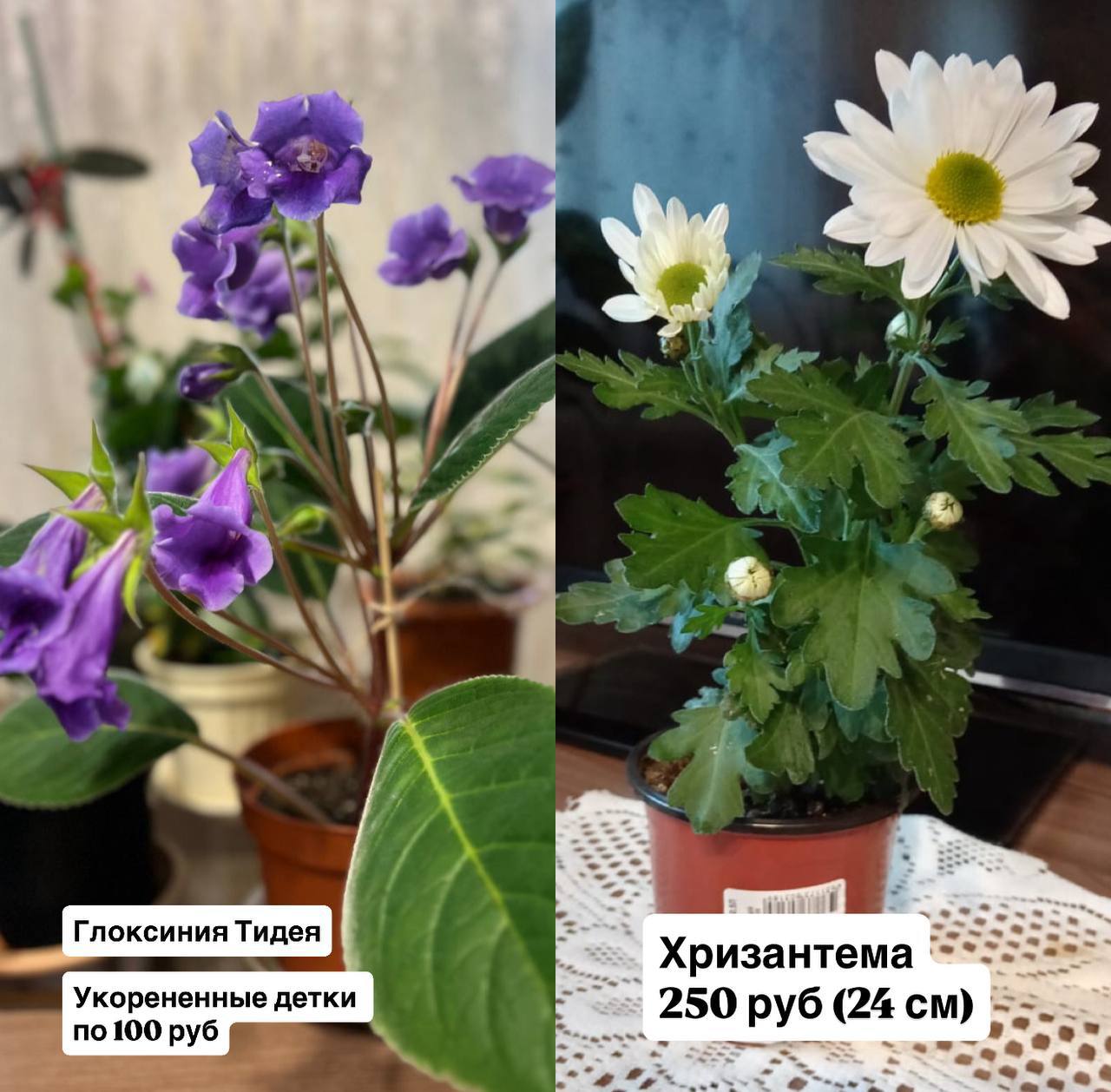 Продажа комнатных растений - Хобби и отдых в Оренбург