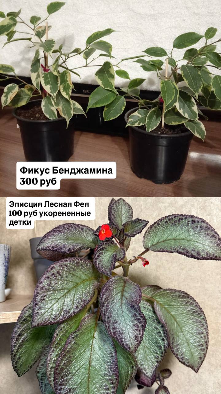 Продажа комнатных растений - Хобби и отдых в Оренбург - фото 3