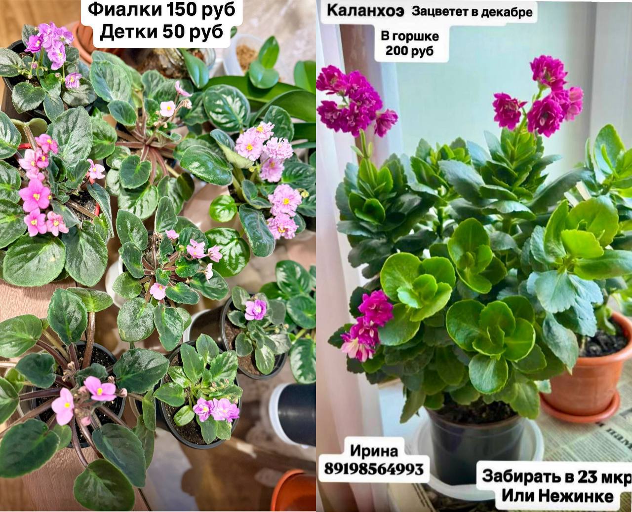 Продажа комнатных растений - Хобби и отдых в Оренбург - фото 4