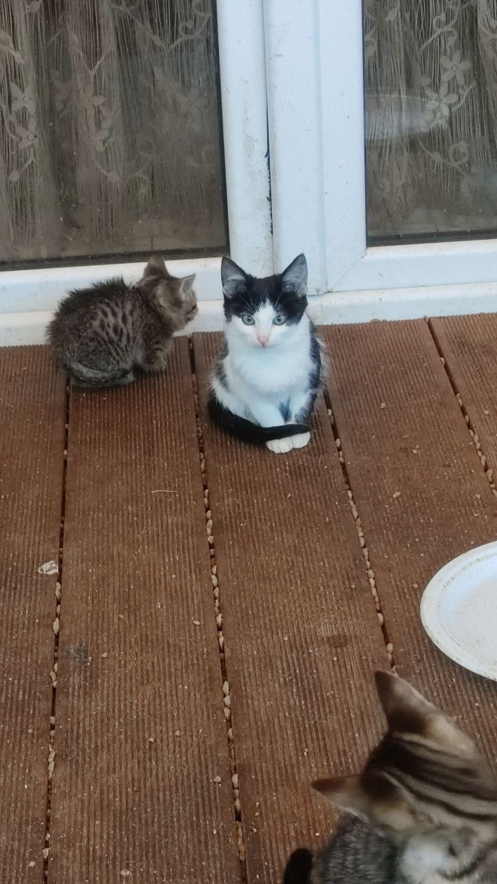 Котята ищут заботливого хозяина - частное объявление в Калининград