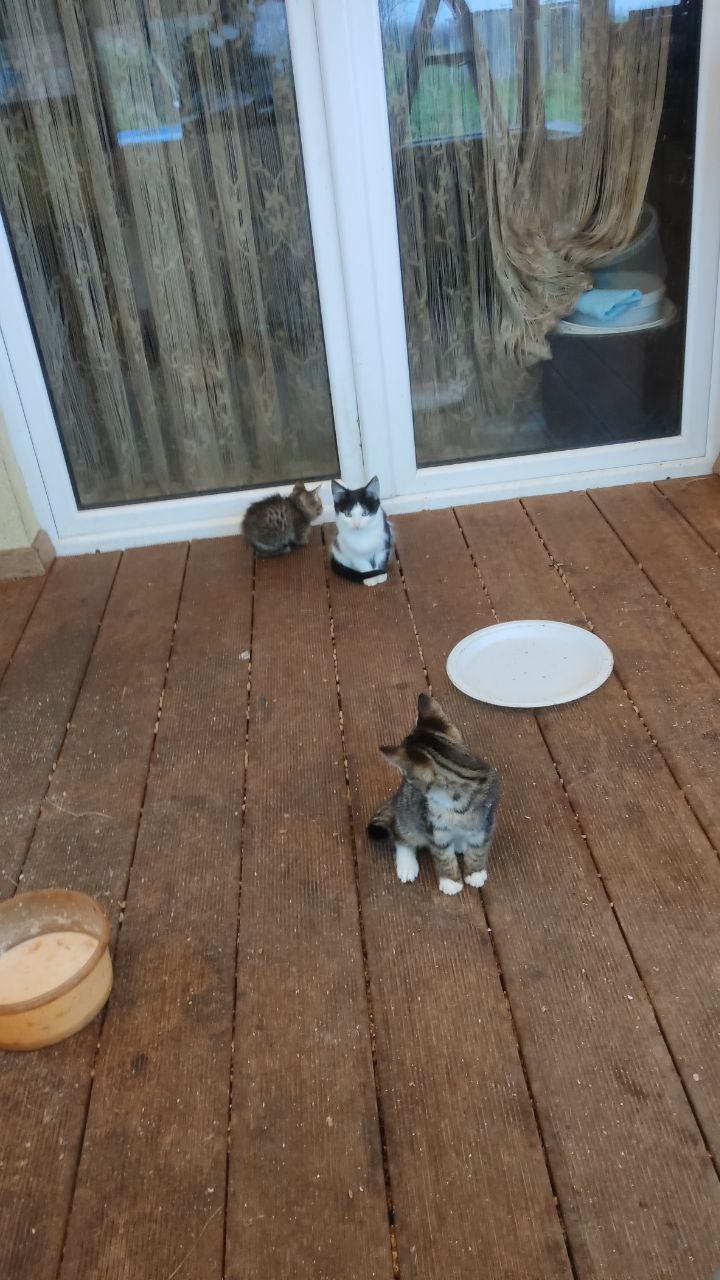 Котята ищут заботливого хозяина - Животные в Калининград - фото 2