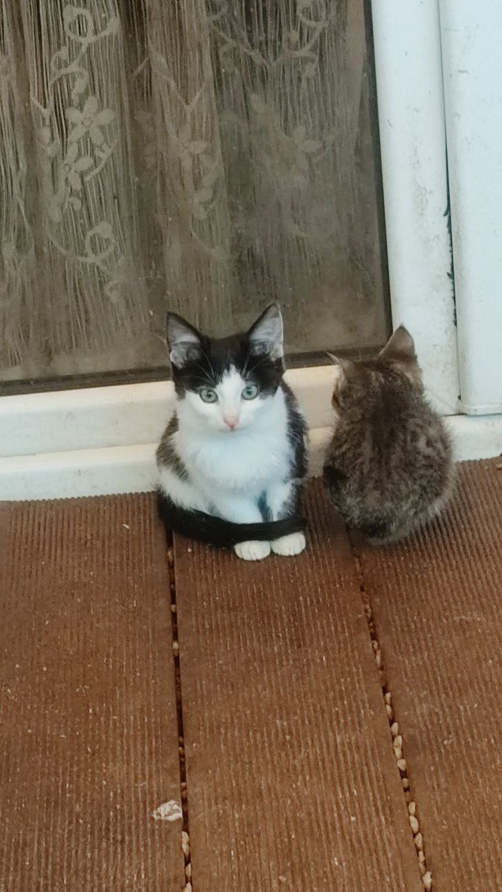 Котята ищут заботливого хозяина - Животные в Калининград - фото 3